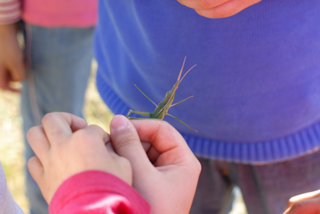 ..방아깨비 봐라~