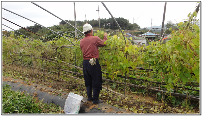 오준!고구마 캐기