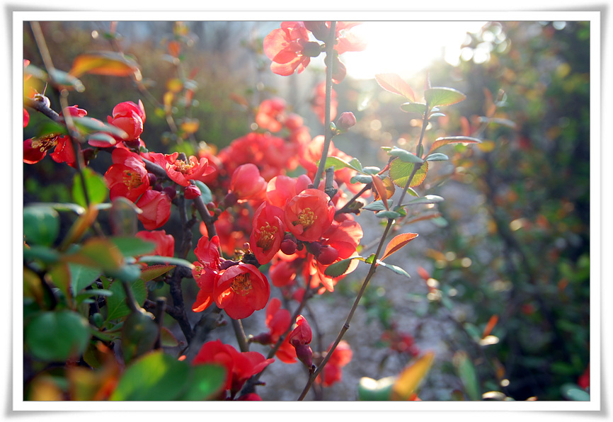 예쁘게 피어있는 튤립