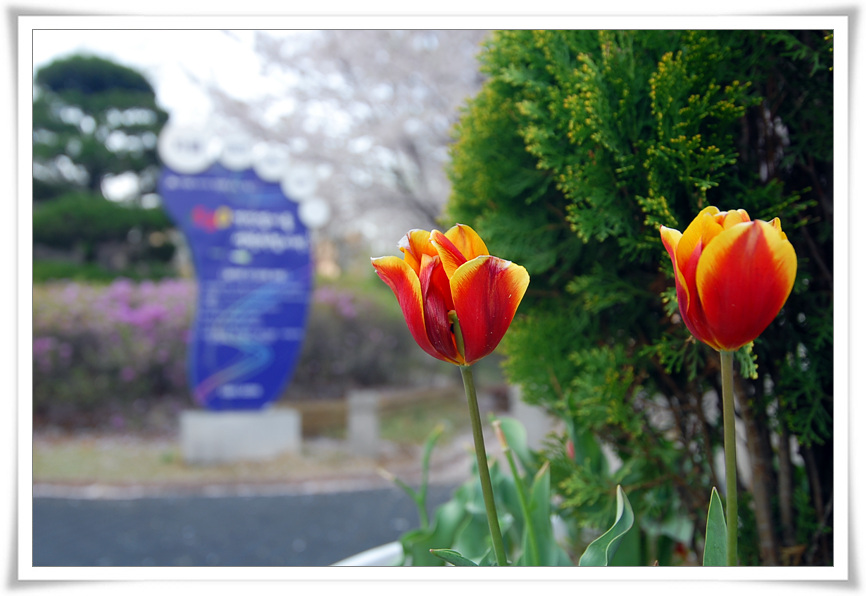 활짝 만개한 벗꽃