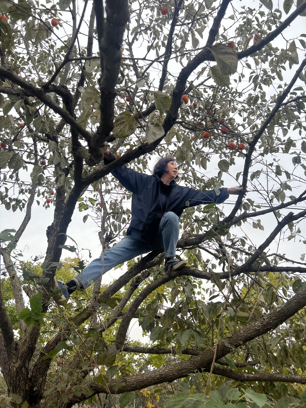 조교의 시범 - 감나무 오르는법