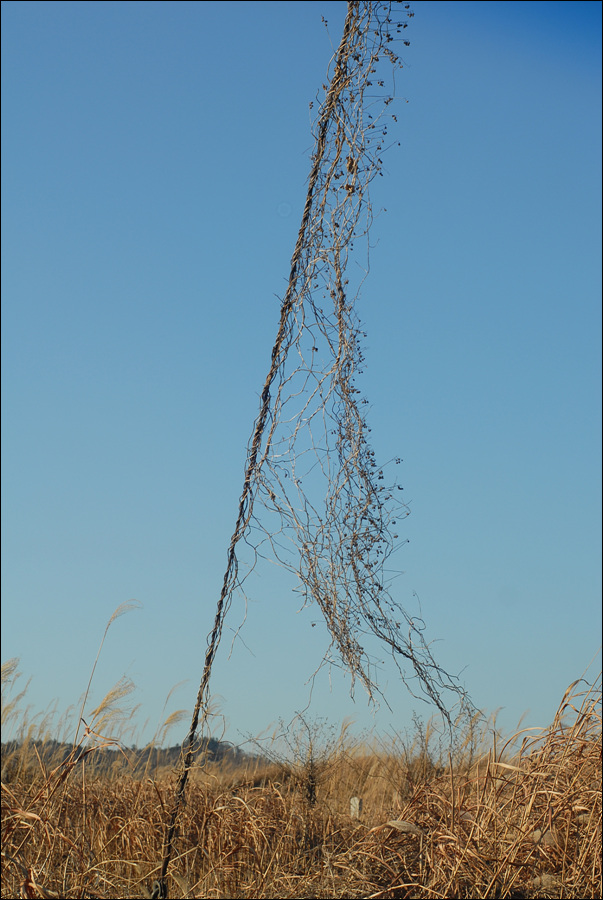 ...한겨울이 되도록 그대로 남아있는 밤...다림쥐도 어쩔수 없는 머너먼 그대..