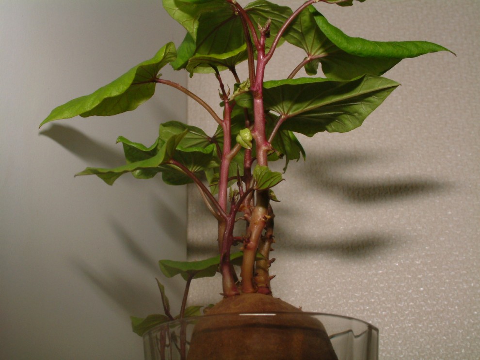 ...고구마 기르기