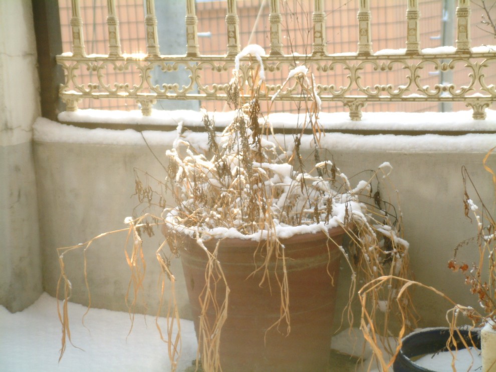 ..2층 옥상에서 바라본 설경 